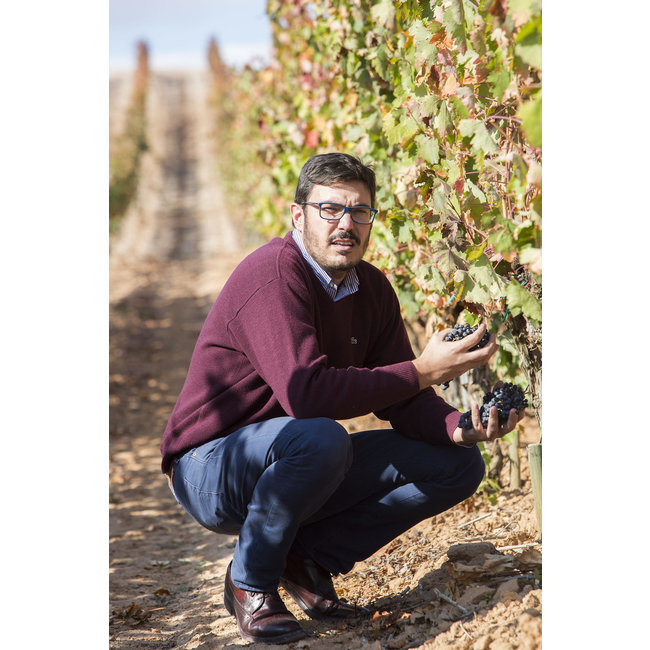 Señorío de Sotillo Roble D.O. Bodega S. Arroyo 2023 - Ribera del Duero, Spanje