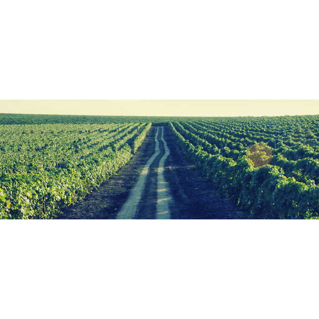 Salcuta Feteasca Neagră Winemaker's Way - Stefan Voda, Moldavië