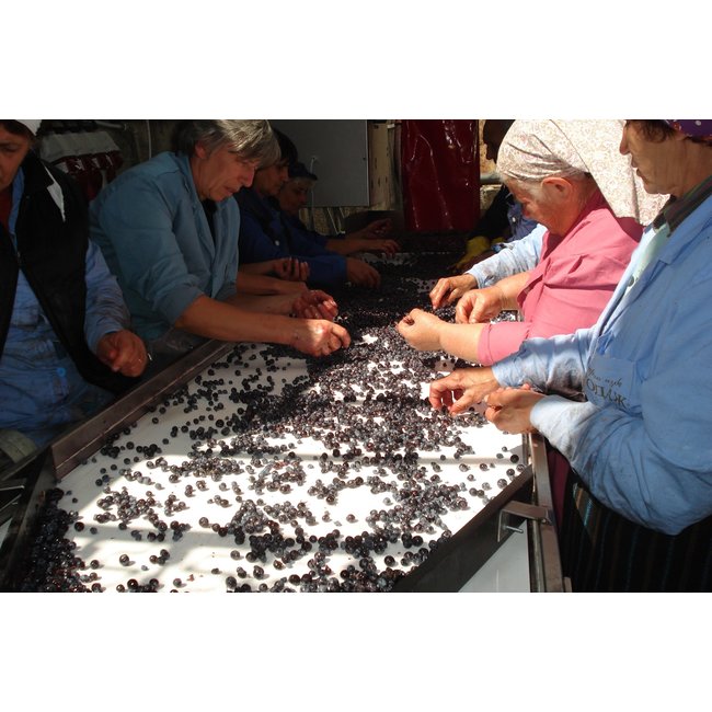 Logodaj Winery Melnik 55 Early Melnik Grape - Struma Vallei, Bulgarije