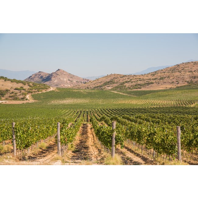 Logodaj Winery Melnik 55 Early Melnik Grape - Struma Vallei, Bulgarije