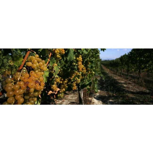 Vite Colte Moscato Passito D.O.C. La Bella Estate Terre da Vino 0,375L - Piëmonte, Italië