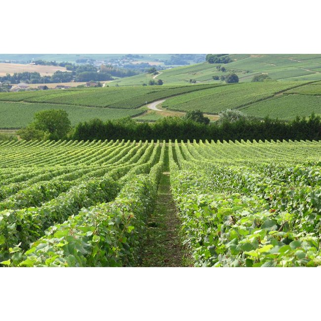 Grand Cru Réserve Champagne Launois Père et Fils MAGNUM 1,5L - Mesnil-sur-Oger, Champagne, Frankrijk
