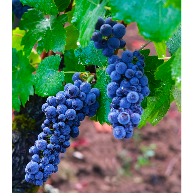 Maison Chanzy Clos de Vougeot Grand Cru 2015 - Bourgogne, Frankrijk