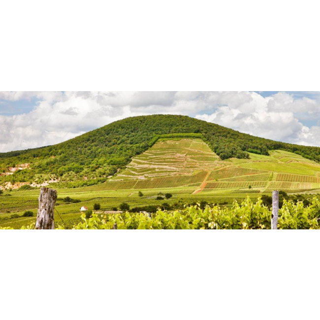 Barta Pince Öreg Király Dűlő Mád Hárslevelű 2019 - Tokaj, Hongarije