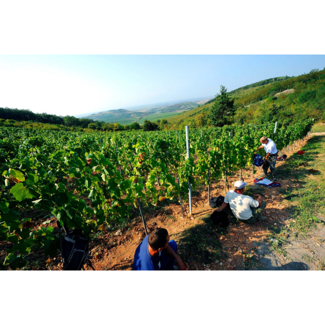 Barta Pince Öreg Király Dűlő Mád Hárslevelű 2019 - Tokaj, Hongarije