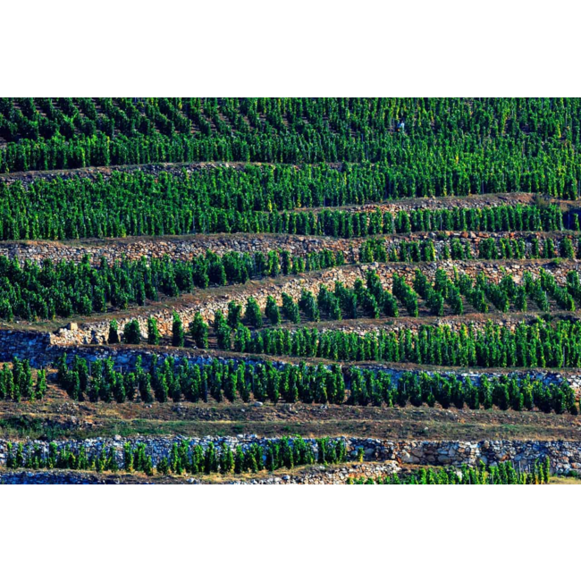 Barta Pince Öreg Király Dűlő Mád Furmint 2018 - Tokaj, Hongarije