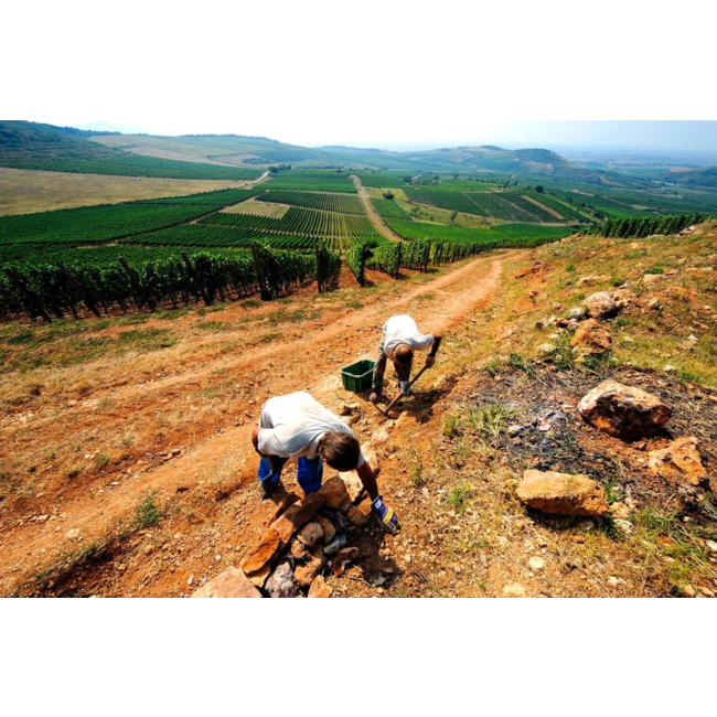 Barta Pince Öreg Király Dűlő Mád Furmint 2018 - Tokaj, Hongarije