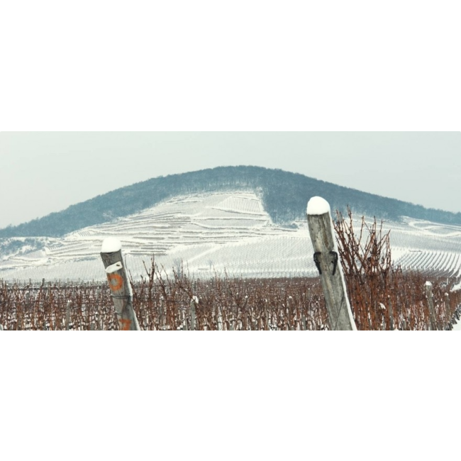 Barta Pince Öreg Király Dűlő Tokaji Furmint Szamorodni 2013 0,5L - Tokaj, Hongarije