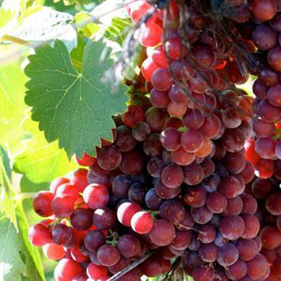 Moscato Rosa / Muscat Rose à Petits Grains