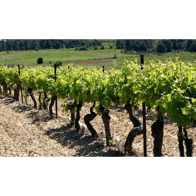 Nr. 22 Chardonnay / Viognier Réserve The Finest Grapes - Pays d'Oc, Frankrijk