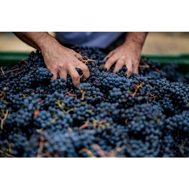 La Fiorita Brunello di Montalcino D.O.C.G. 2018 - Montalcino, Toscane, Italië