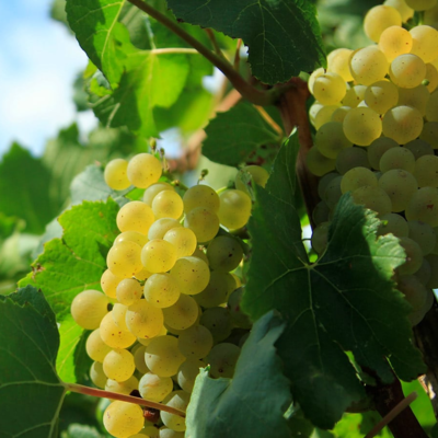 Catarratto Bianco Lucido