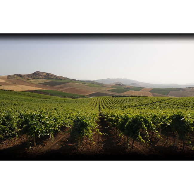 Don Tomasi Nero d'Avola DOC Sicilia - Sicilië, Italië