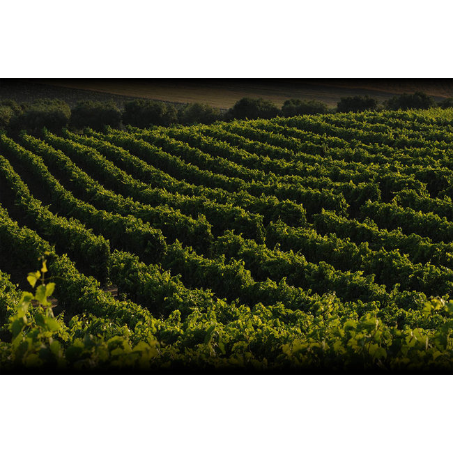 Don Tomasi Grillo / Chardonnay DOC Sicilia - Sicilië, Italië