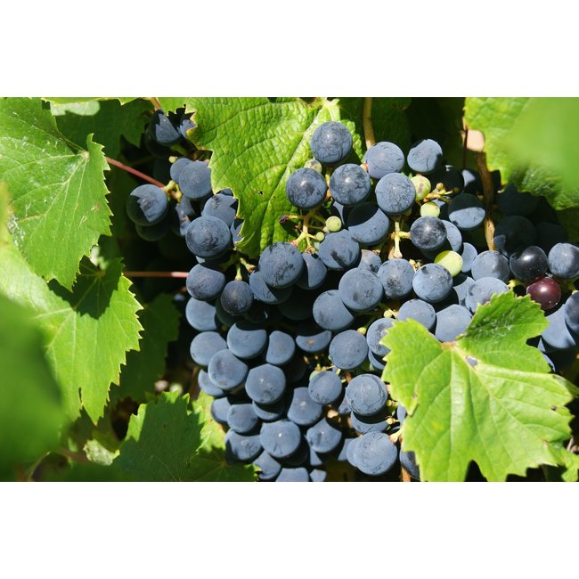 Rucahue Lorenza Garnacha Master Edition Maule Valley D.O. - Maule Valley, Chili