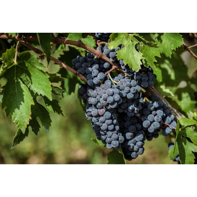 Calitro Ausilio Susumaniello I.G.P. - Puglia, Italië