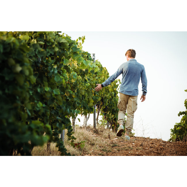 Calitro Ausilio Susumaniello I.G.P. - Puglia, Italië