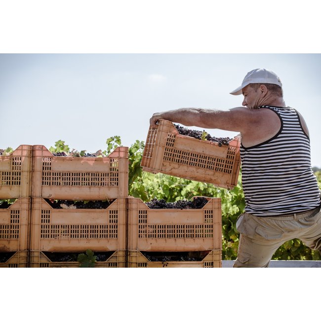 Calitro Ausilio Primitivo di Manduria D.O.P. - Puglia, Italië