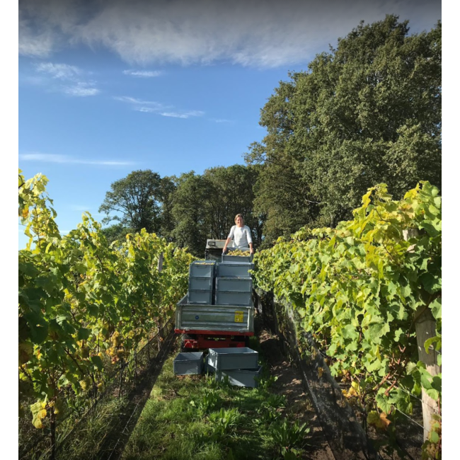 Wijngoed Wolf Extra Brut Méthode Traditionelle 2023 - Sint-Michielsgestel, Nederland