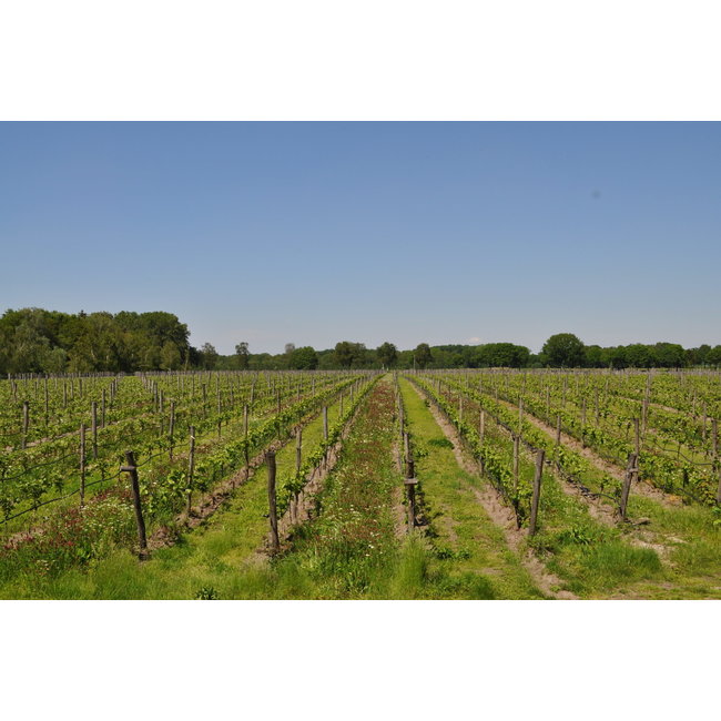 Wijngoed Wolf Extra Brut Méthode Traditionelle 2023 - Sint-Michielsgestel, Nederland