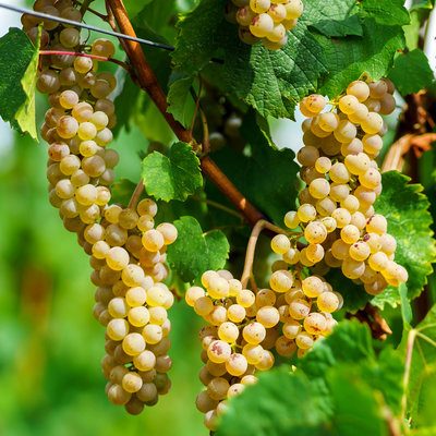 Muscat Blanc à Petits Grains