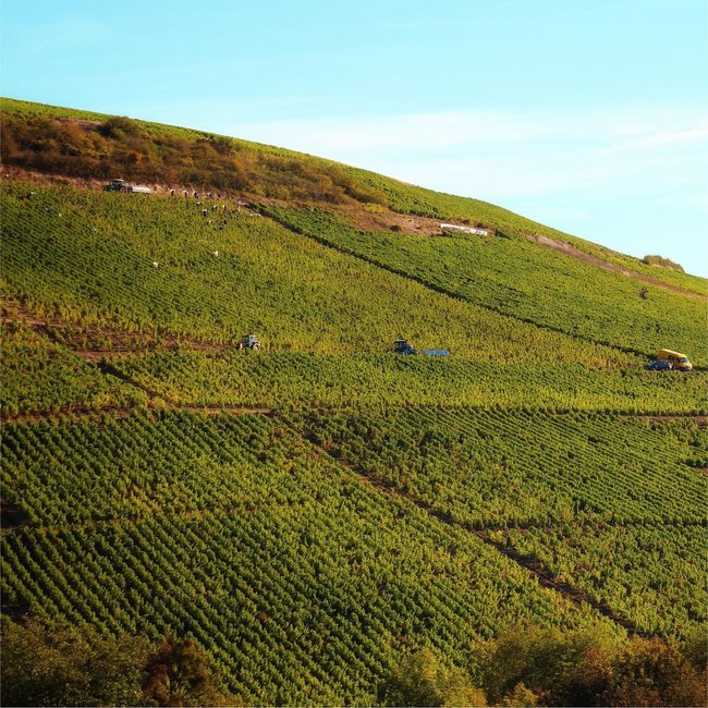Henri Bourgeois Sancerre Cuvée Exceptionelle 2024 - Sancerre, Loire, Frankrijk