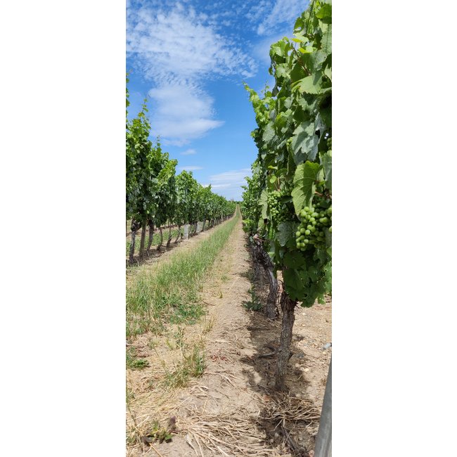 Weingut Jung Chardonnay Goldberg trocken 2022 - Undenheim, Rheinhessen, Duitsland