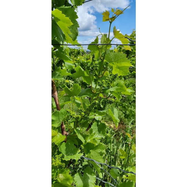 Weingut Jung Undenheim Sauvignon Blanc trocken - Undenheim, Rheinhessen, Duitsland