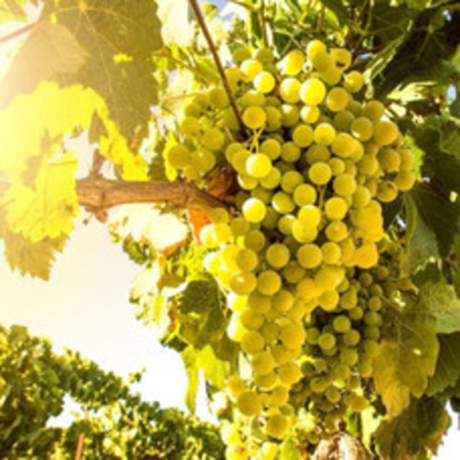 Paladin Drago Bianco Chardonnay - Veneto, Italië