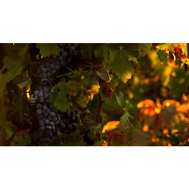 Château Branaire-Ducru 4e Cru Saint-Julien 2018 - Saint-Julien, Bordeaux, Frankrijk