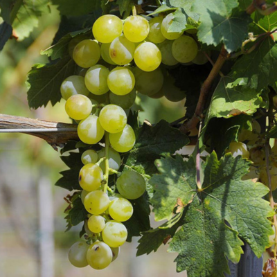 Moscatel de Alejandria / Muscat d'Alexandrie