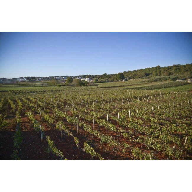 "A" Primitivo Tagaro I.G.P. - Puglia, Italië