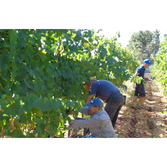 Pinataro Chardonnay Tagaro IGP - Puglia, Italië