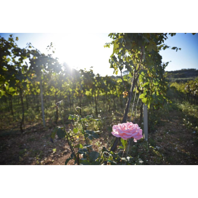 Pinataro Chardonnay Tagaro IGP - Puglia, Italië