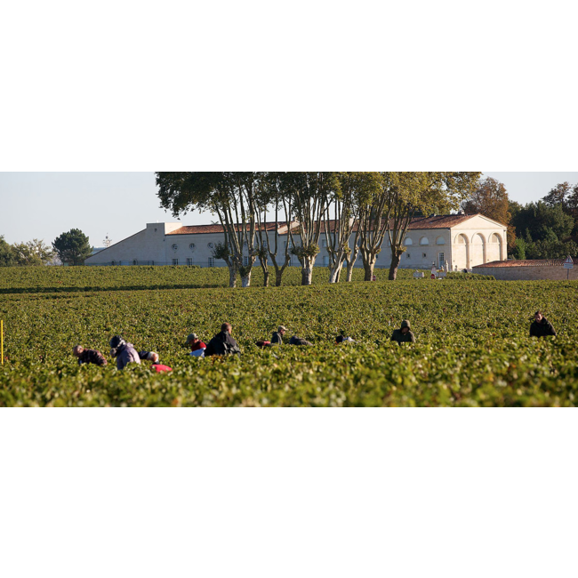 Château Mouton Rothschild 1e Cru Pauillac 2020 - Pauillac, Bordeaux, Frankrijk