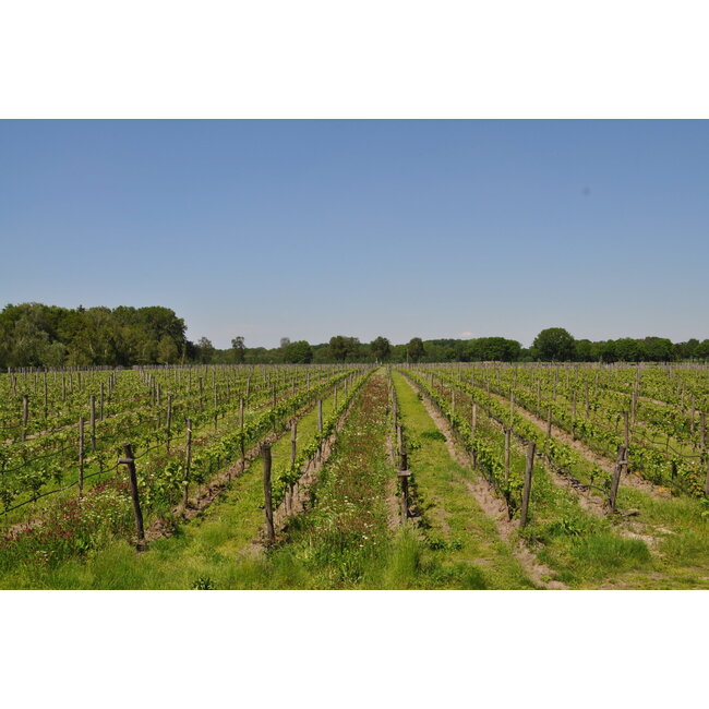 Wijngoed Wolf Cabernet 2022 - Sint-Michielsgestel, Nederland