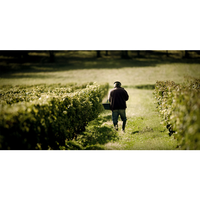 Château Olivier Grand Cru Classé de Graves 2020 - Pessac-Léognan, Bordeaux, Frankrijk