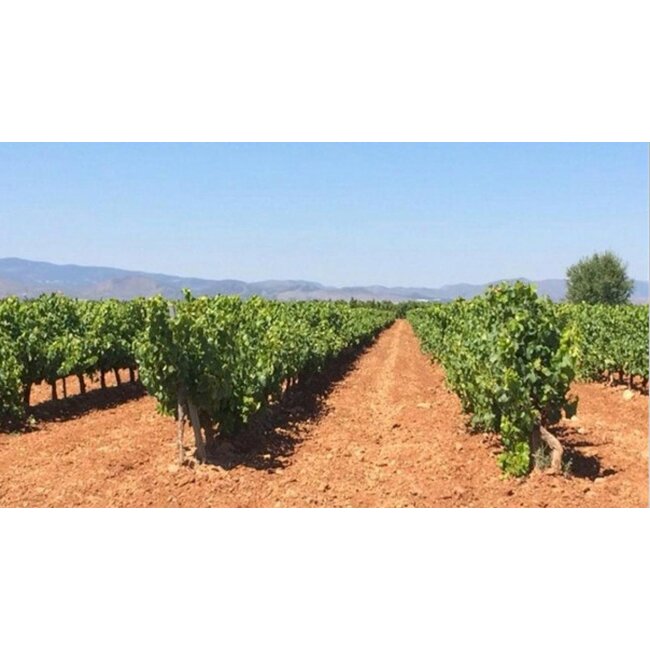 Macabeo El Gordo Bodegas Luís Marín - Cariñena, Spanje