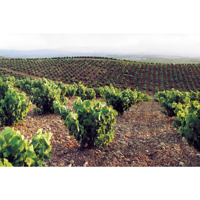 Macabeo El Gordo Bodegas Luís Marín - Cariñena, Spanje