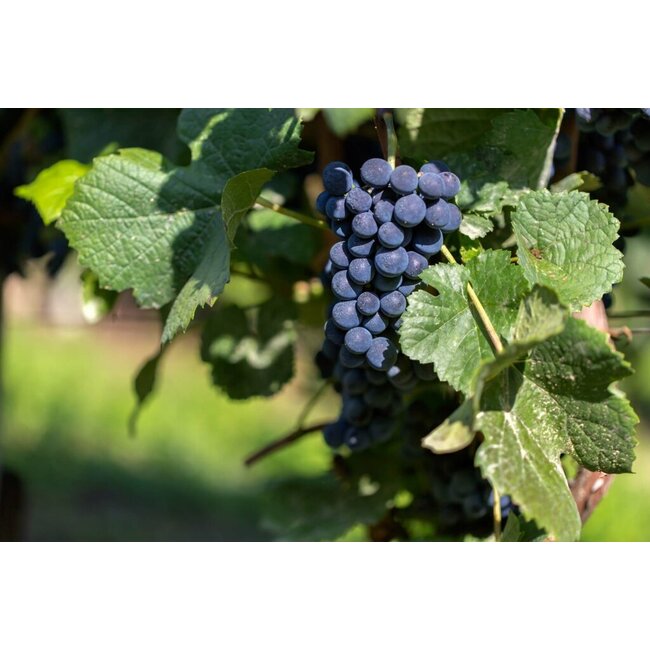 El Gordo Garnacha Rosado Bodegas Luís Marín - Cariñena, Spanje