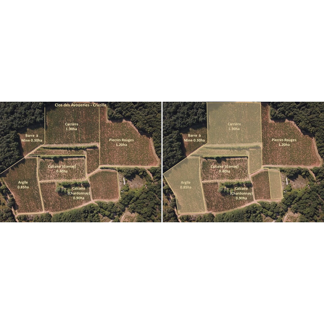 Château de Messey Mâcon Cruzille Clos des Avoueries Monopole 2021 - Bourgogne, Frankrijk