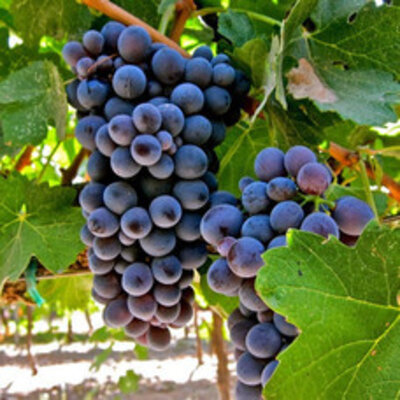 Barbera