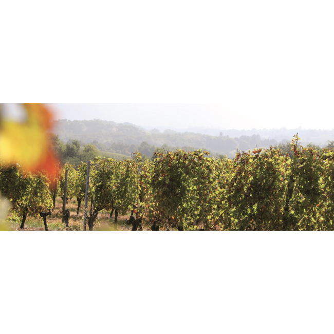 Château de Marsan Croix de Marsan Bordeaux Rouge 0,375L - Bordeaux, Frankrijk