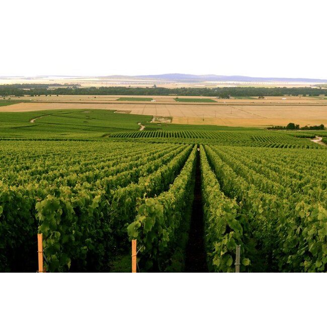 Zagreus Winery Mavrud Reserve - Thracische Vallei, Bulgarije