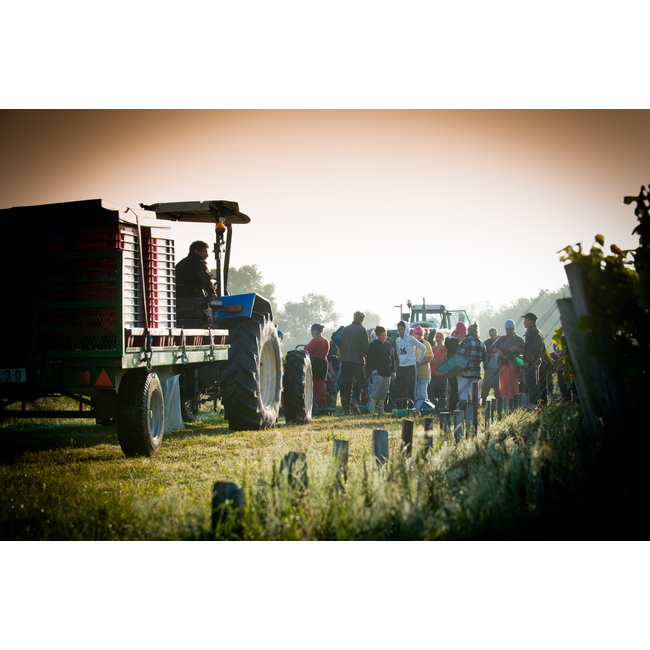 Château Labégorce 2020 - Margaux, Bordeaux, Frankrijk