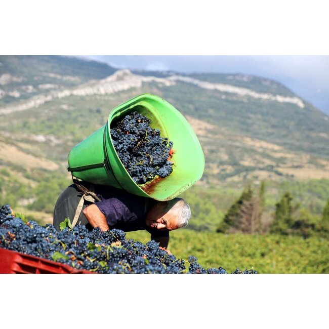 Cuvée Elysique Rouge Signature Prestige Les Vignerons de Camplong - Pays d'Oc, Frankrijk