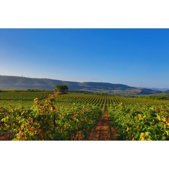 Cuvée Elysique Rouge Signature Prestige Les Vignerons de Camplong - Pays d'Oc, Frankrijk