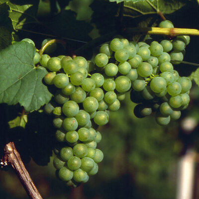 Grauburgunder / Grauer Burgunder