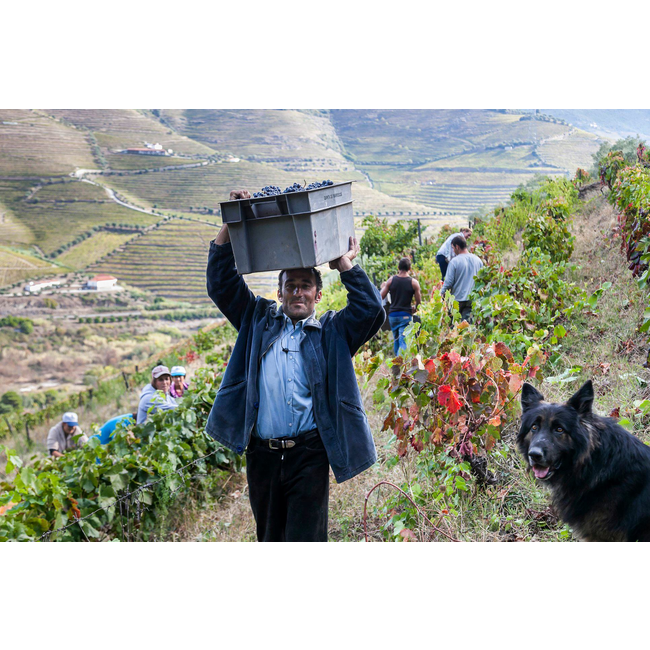 Quinta das Sequeirinhas White Reserve Porto - Douro, Portugal