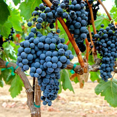 Tempranillo